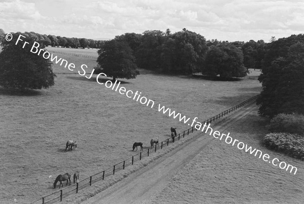 THOROUGHBRED MARES AND FOALS IN PADDOCK